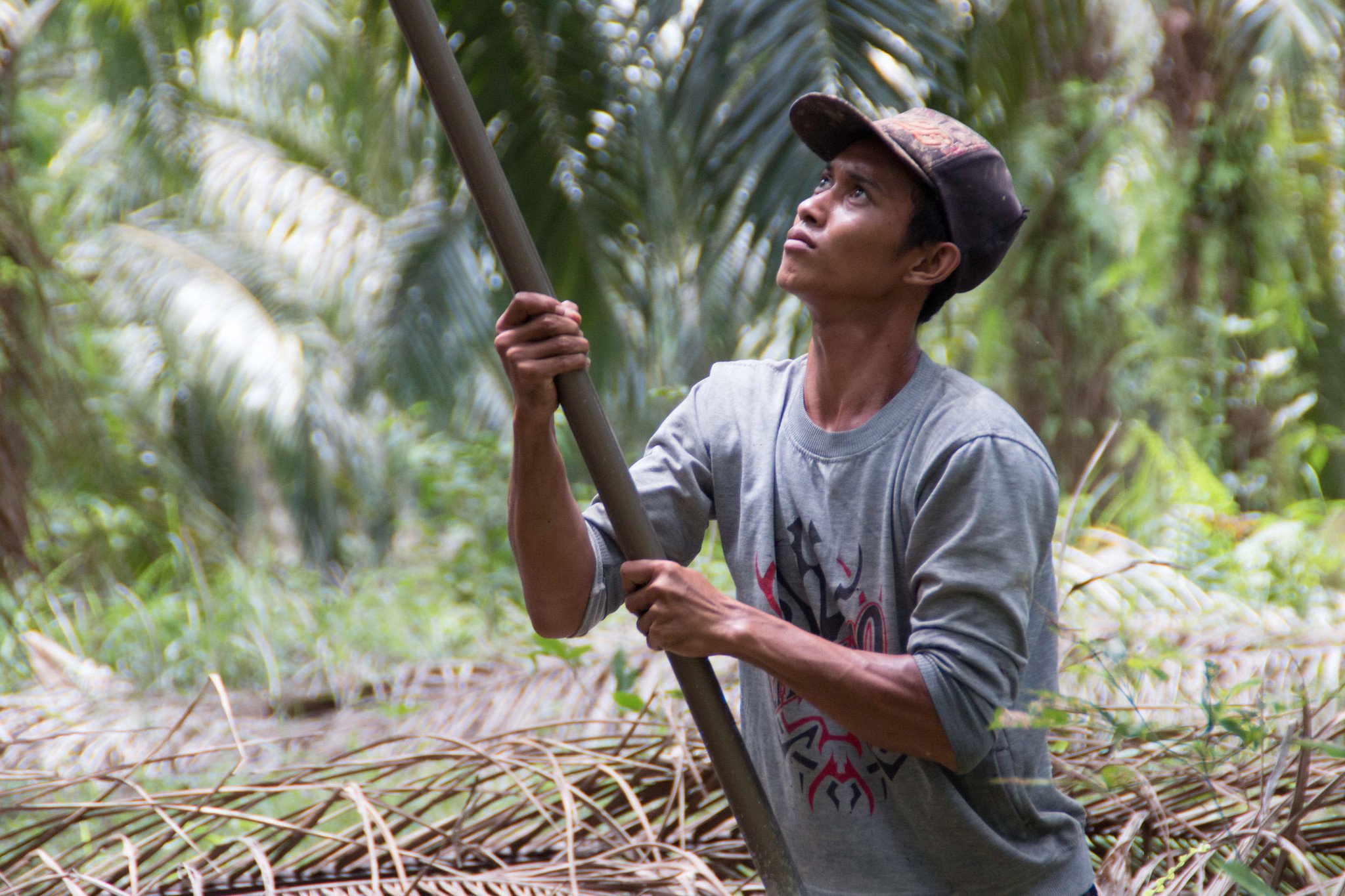 Palm oil harvesting