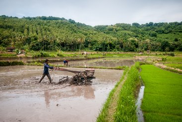 Rice farmer in West Nusa Tenggara, Indonesia, ploughing his rice field.