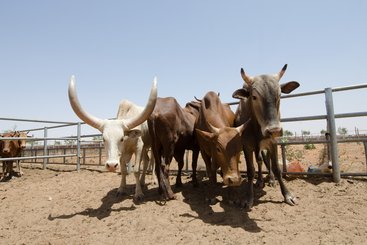 North Kordofan livestock brought and traded