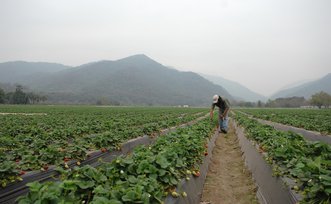 An agricultural worker on a strawberry farm in Argentina