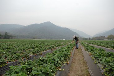 An agricultural worker on a strawberry farm in Argentina