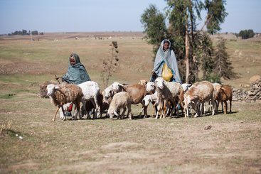 A farmer in Menz, Ethiopia gets help from her 10-year-old daughter in keeping her sheep. Credit: ILRI/Zerihun Sewunet