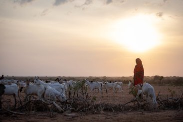 A mother leads her goats to pasture in the drought-afflicted Somali region of Ethiopia, 2022.