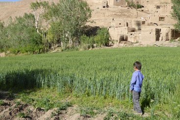 A young boy looks over a wheatfield in Bamyan, Afghanistan