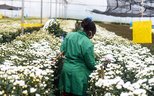 Flower picking Naivasha Kenya
