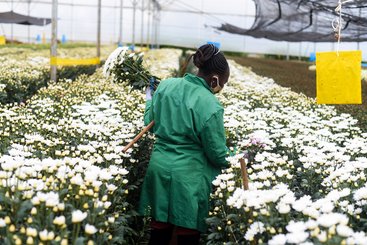 Flower picking Naivasha Kenya