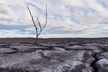 Lonely-tree-in-arid-soil-823619.png