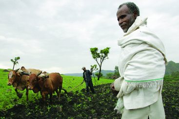 Ploughing with cattle in southwestern Ethiopia.