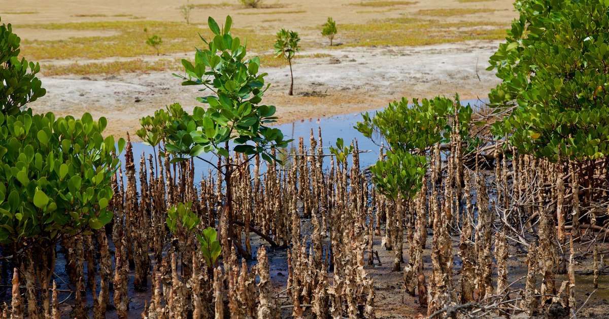 Nature-based green infrastructure: A review of African experience and ...