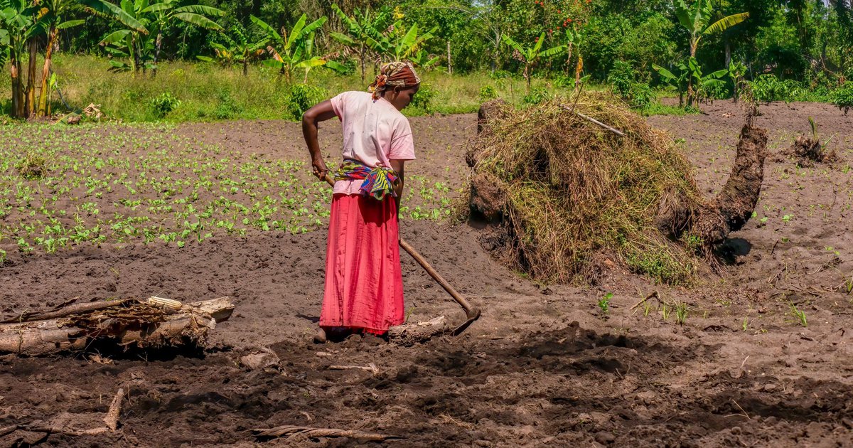 Young women in the agricultural sector in Uganda: lessons from the ...