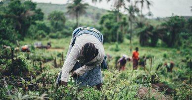 Women farming cassava in Sierra Leone