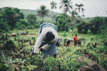 Women farming cassava in Sierra Leone