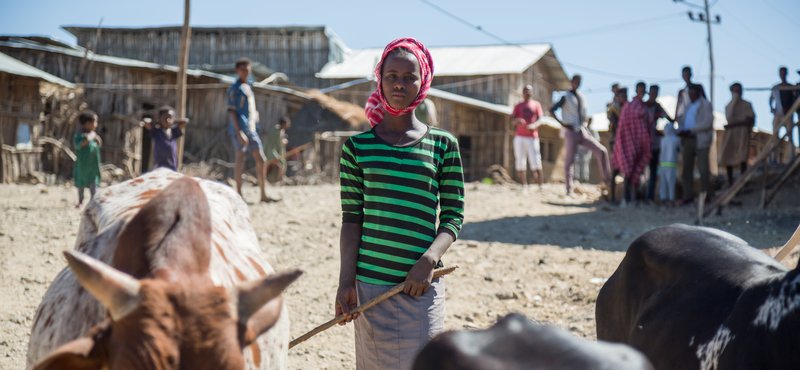 Young adolescent girl herding cattle in Amhara, Ethiopia