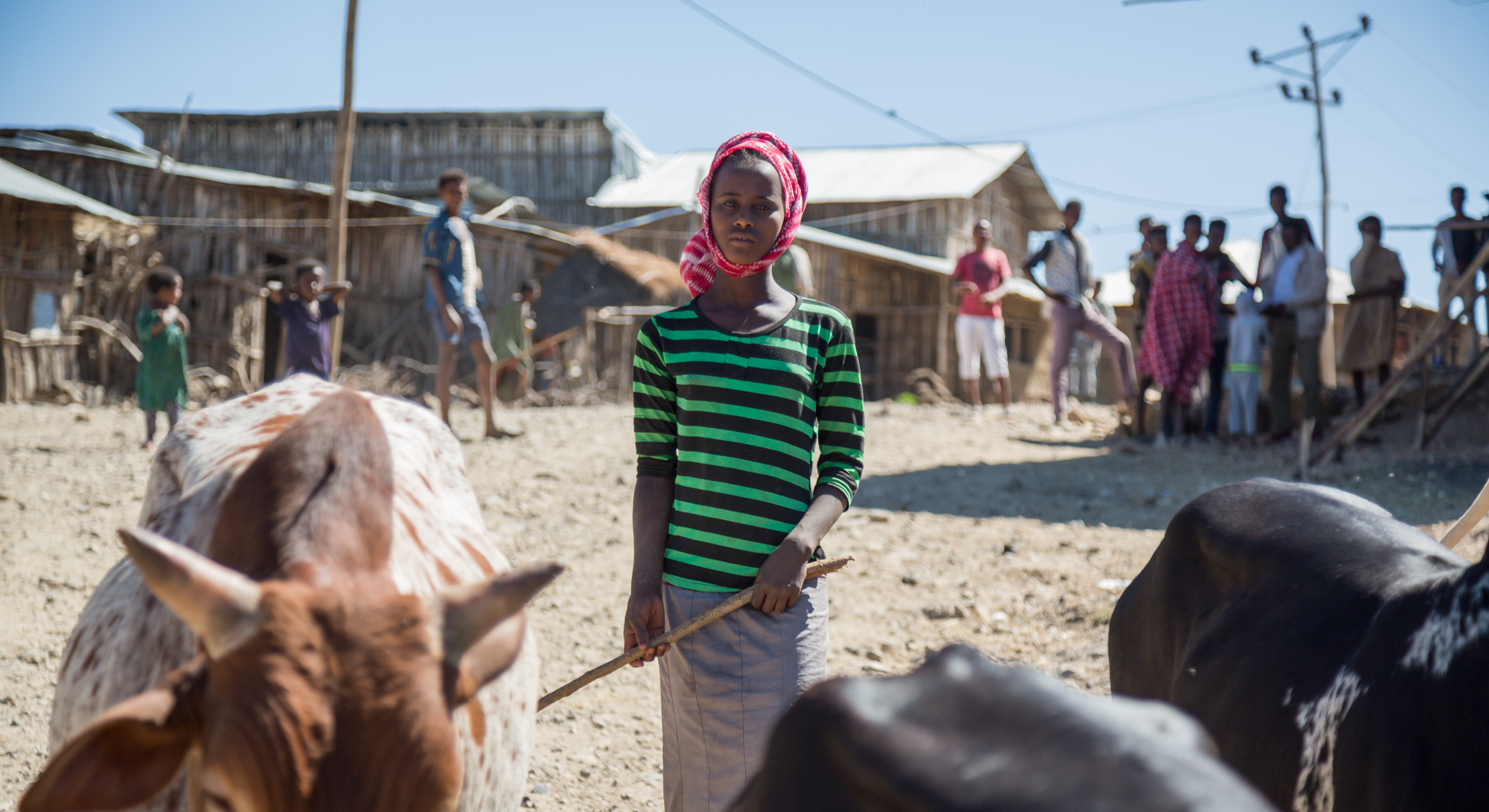 Young adolescent girl herding cattle in Amhara, Ethiopia