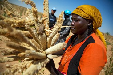 A woman collects millet in a land rented by a community leader in Saluma Area, near El Fasher, Sudan.