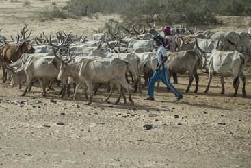 Farmers walk tens of kilometers to search for pastures in Guidimakha, a pastoral area with adverse climatic conditions, facing persistent poverty, high rates of food insecurity and shortfalls in agricultural production.